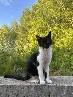 Hľadáme domov pre kocúrika - 1