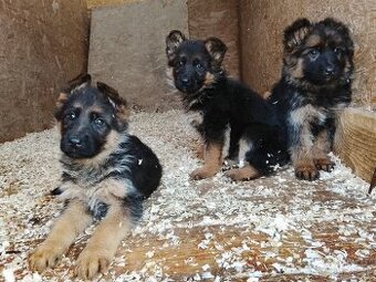 Šteniatka nemecký ovčiak