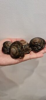 Africke slimáčiky stromové