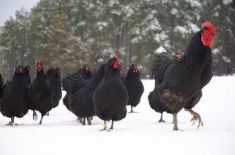 Násadové vajcia sliepok Black Stars. Vysokoznáškové.