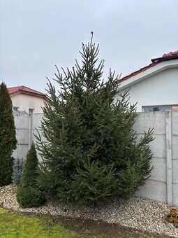 Živý vianočný stromček