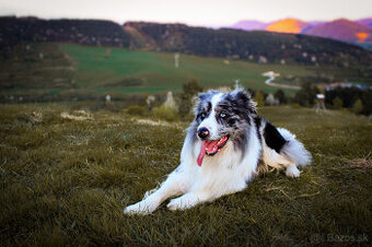 Border kolia na krytie