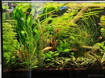Rastliny do akvária