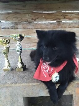 Veľký špic - čierny s PP