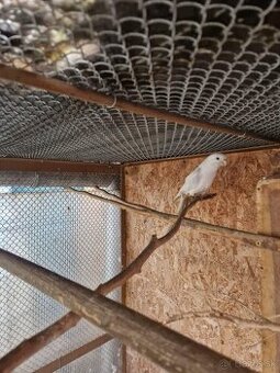 Predám Penant biely.