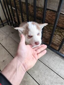 Sibírsky husky šteniatka