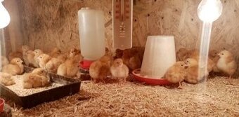 Kuriatka Hempšír a Plymutka biela