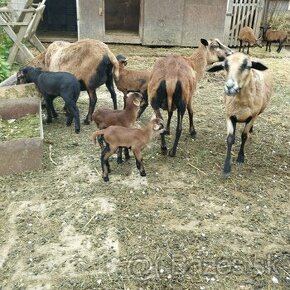Kamerúnske ovce