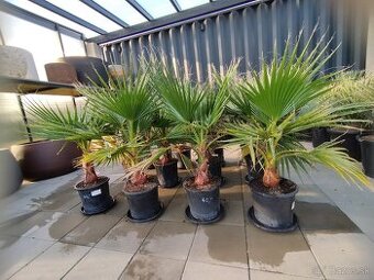 Washingtonia robusta