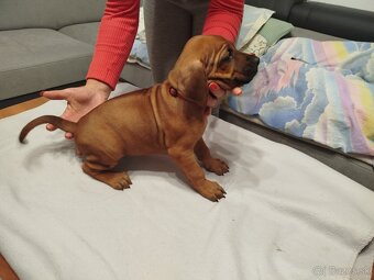 RHODESIAN RIDGEBACK