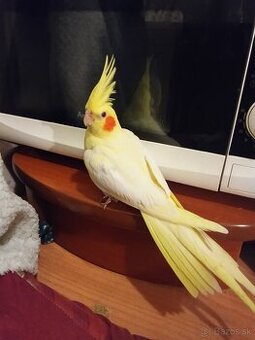 Hľadajú sa korely a agapornis