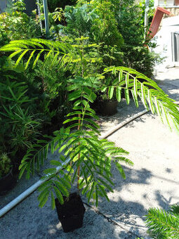 Albizia,palma, orchidea