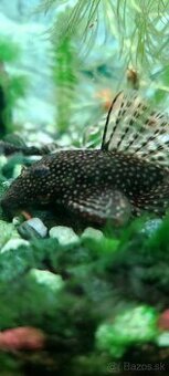 Prísavník obyčajný Ancistrus sp.