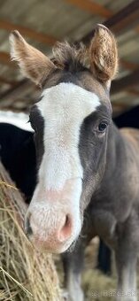 Zrebcek Aph   Buckskin overo/sabino