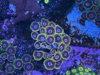 Zoanthus Mind Trick 20+ polypov