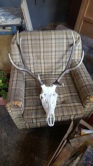 Predam trofej z jelena