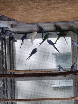 Alexandre veľké a malé