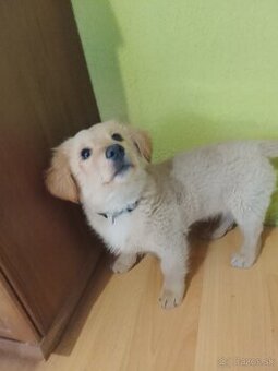 Zlatý retriever miešaný