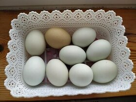 Ponukam nasadove vajcia araukana/araucana.
