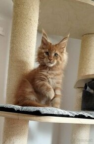 Maine Coon s PP