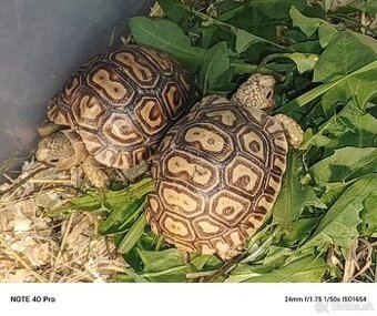 Ponúkam mláďatá korytnačky leopardej