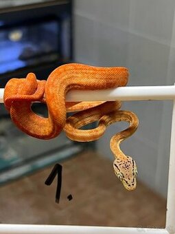 Psohlavec orinocký (Corallus hortulanus)