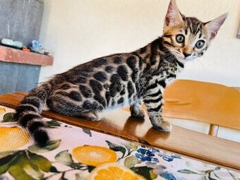 Bengalske mačiatka, bengalska mačka s Rodokmeňom