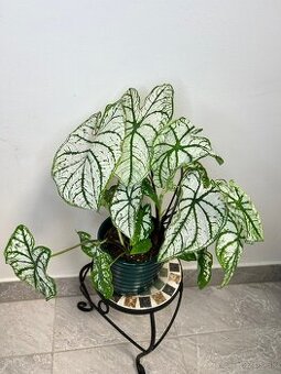 Caladium White Christmas