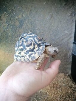 Stigmochelys pardalis