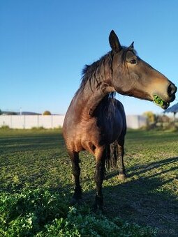 Kobyla, teplokrvník, norický typ, 10r.