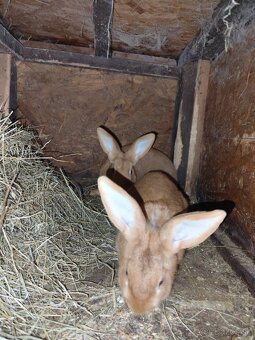 burgmunske kraliky - 1