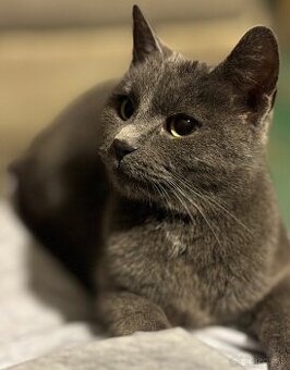 britská modrá mačka