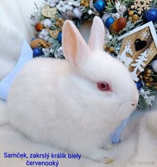 Zakrslý králik s VP - samček biely červenooký