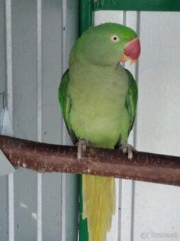 Alexander veľky - Nepálsky