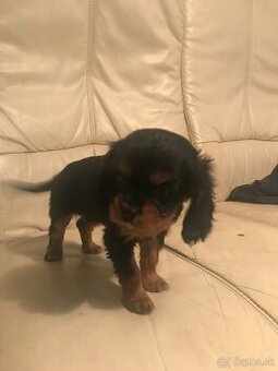 Kavalier Kingová charles