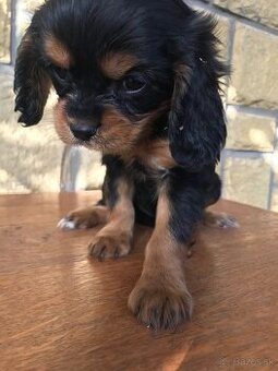 Kavalier king Charles španiel