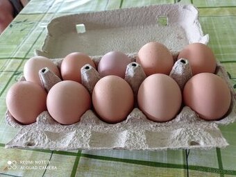 Domáce slepačie vajíčka