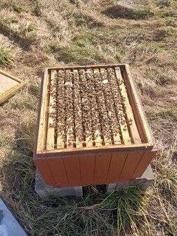 Včely-Predám Včely