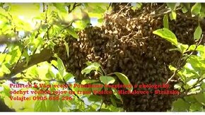 Odchyt včelích rojov KOŠICE, SEČOVCE, MICHALOVCE, STRÁŽSKE
