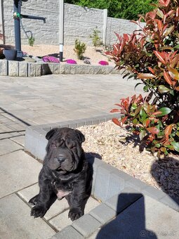 SHARPEI - 1