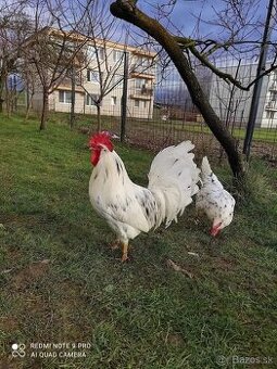 Vlaška exchequer NV