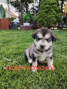 Predám šteniatko Mix husky/malamut. Odber možný od 4.mája Pr