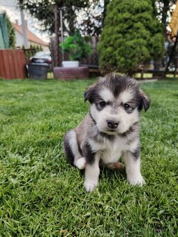 Predám šteniatko Mix husky/malamut. Odber možný od 4.mája Pr