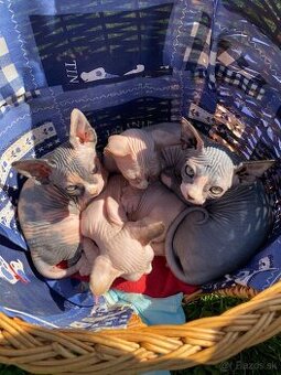 Sphynx