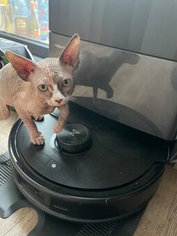 Sphynx