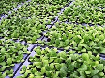 Planty, priesady