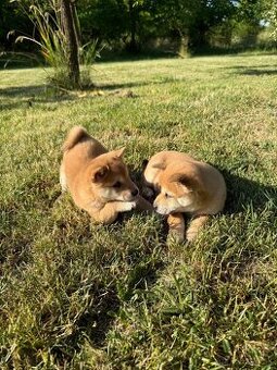 Šteniatka Shiba Inu
