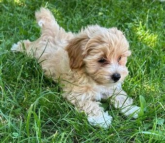 maltipoo