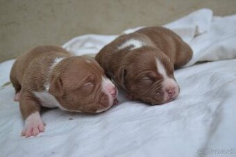 American bully