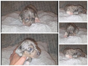 Krátkosrstý jazvečík trpasličí - šteniatka